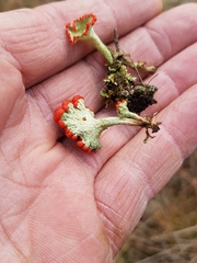 Cladonia pleurota