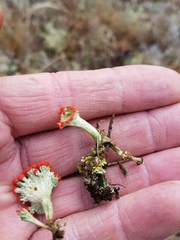 Cladonia pleurota