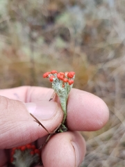 Cladonia pleurota