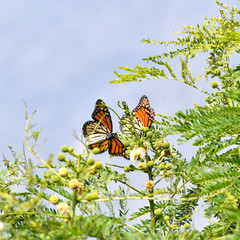 Danaus plexippus