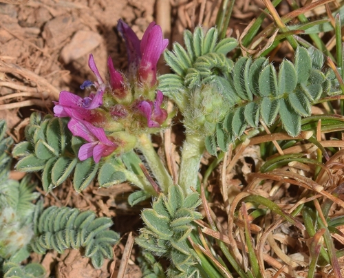 Astragalus bourgaeanus