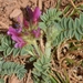 Astragalus bourgaeanus - Photo 由 faluke 所上傳的 (c) faluke，保留部份權利CC BY-NC