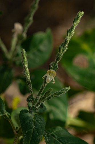 Justicia stachytarphetoides image