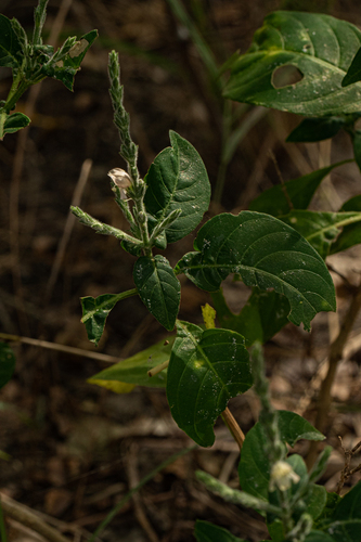 Justicia stachytarphetoides image