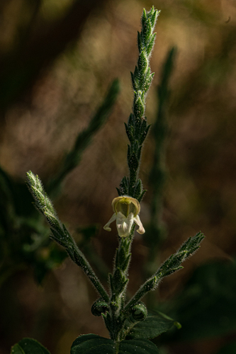 Justicia stachytarphetoides image