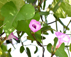 Ipomoea triloba