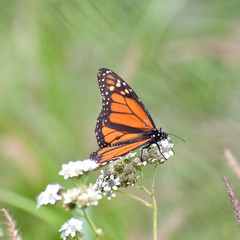 Danaus plexippus