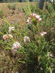 Calytrix tetragona