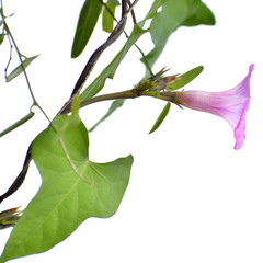 Ipomoea triloba