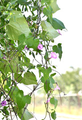 Ipomoea triloba