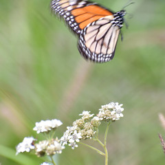 Danaus plexippus