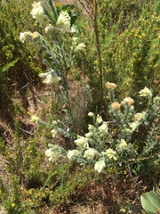 Pimelea octophylla