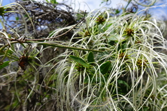 Clematis decipiens