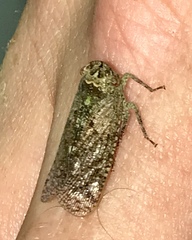Poiocerinae