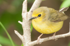 Hooded Warbler photo 3
