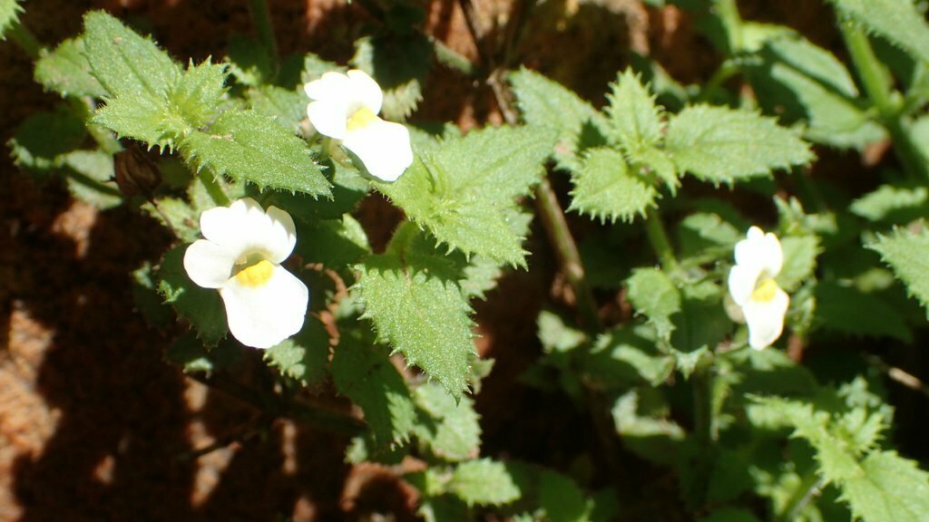 Nemesia acornis