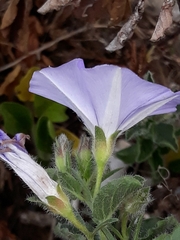 Convolvulus sabatius subsp. mauritanicus image