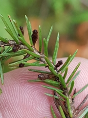 Arceuthobium pusillum