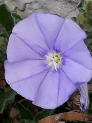 Convolvulus sabatius subsp. mauritanicus image