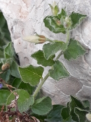 Convolvulus sabatius subsp. mauritanicus image