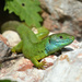 Green Lizard - Photo (c) maks_jarmolinski, some rights reserved (CC BY-NC)
