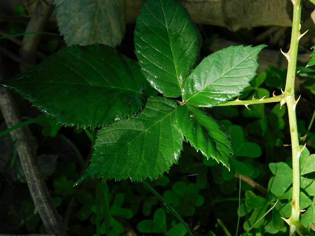 Vigorous Bramble from River Loop Greyton, 7233, South Africa on April ...