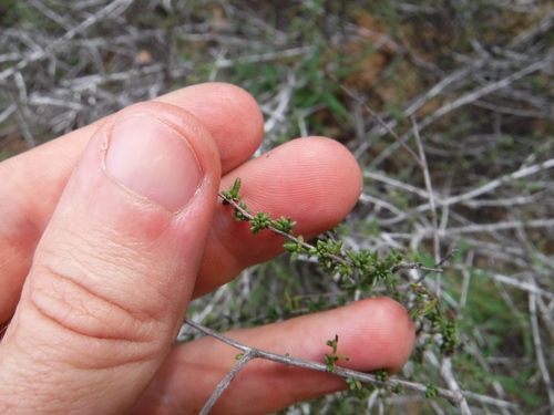 Manystem ratany (Krameria ramosissima)