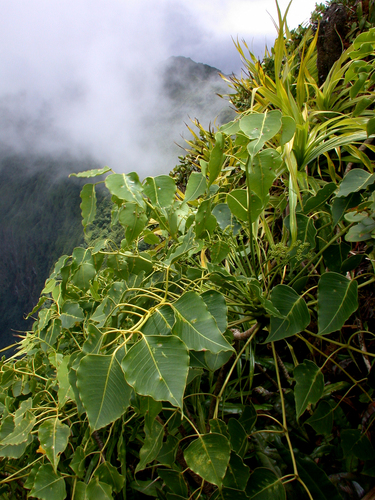 Polyscias marchionensis in life