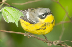 Magnolia Warbler photo 2