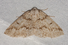 Sabulodes packardata