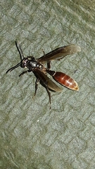 Apoica