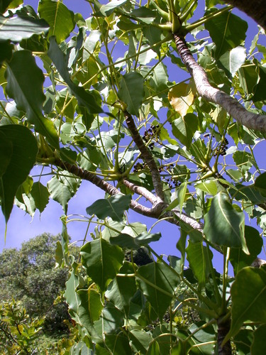 Polyscias marchionensis observed 2003-06-27