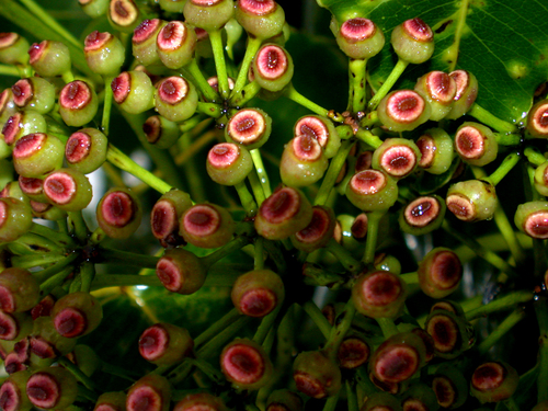 Polyscias marchionensis observed 2003-07-02