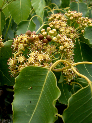 Polyscias marchionensis observed 2003-07-03