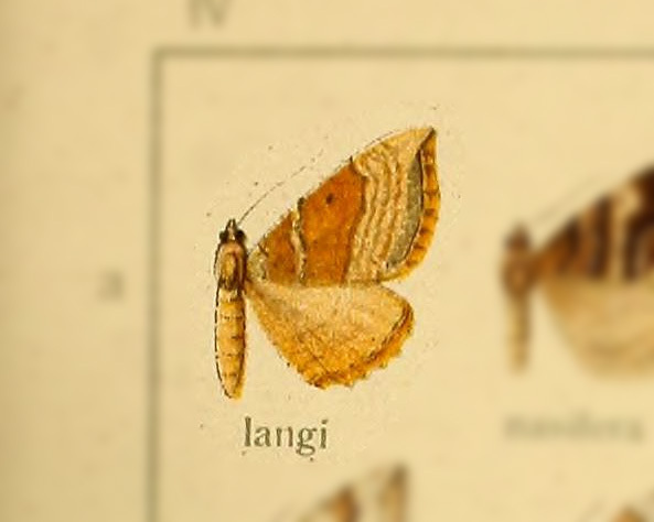 Scotopteryx langi