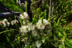 Melaleuca parvistaminea