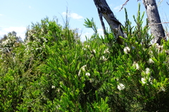 Melaleuca parvistaminea