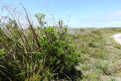 Melaleuca parvistaminea
