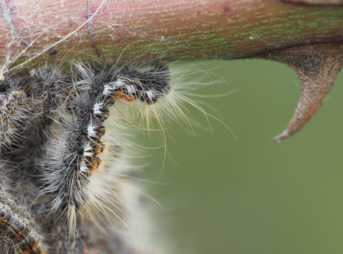 Brown-tail Moth