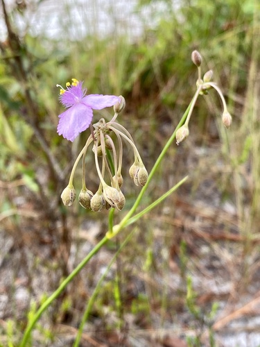Florida scrub roseling (Cuthbertia ornata)