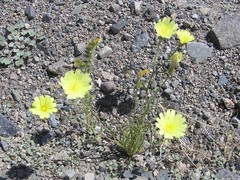 Malacothrix glabrata