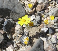Eriophyllum wallacei
