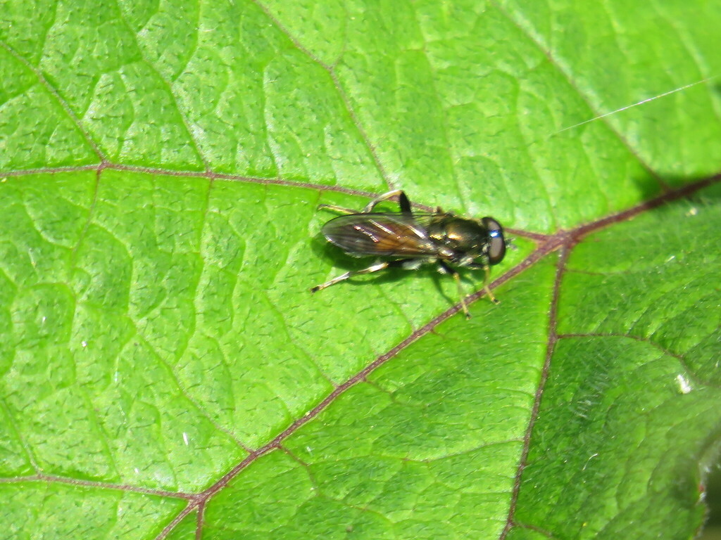 Forest Fly Insect Brown-toed Forest Fly from Charnock Richard, Chorley PR7, UK on May 3 ...