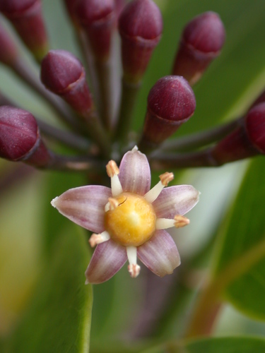 Polyscias oahuensis
