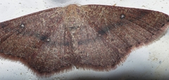 Cyclophora maderensis