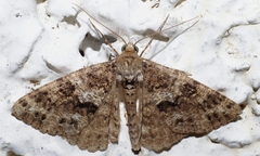 Ascotis fortunata