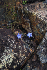Wahlenbergia violacea