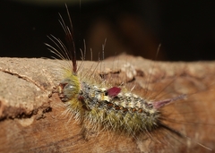 Calliteara fortunata