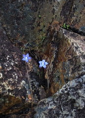 Wahlenbergia violacea