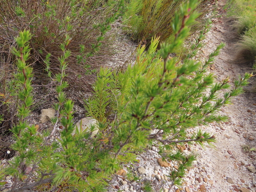 Image of Cliffortia atrata by (c) linkie, some rights reserved (CC BY)